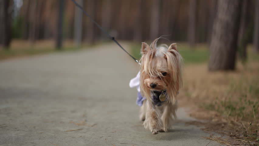 A close-up view of a Yorkshire Terrier walking confidently on a leash along a forest pathway. The small dog wears a stylish outfit, with its silky fur gently blowing in the breeze. The peaceful