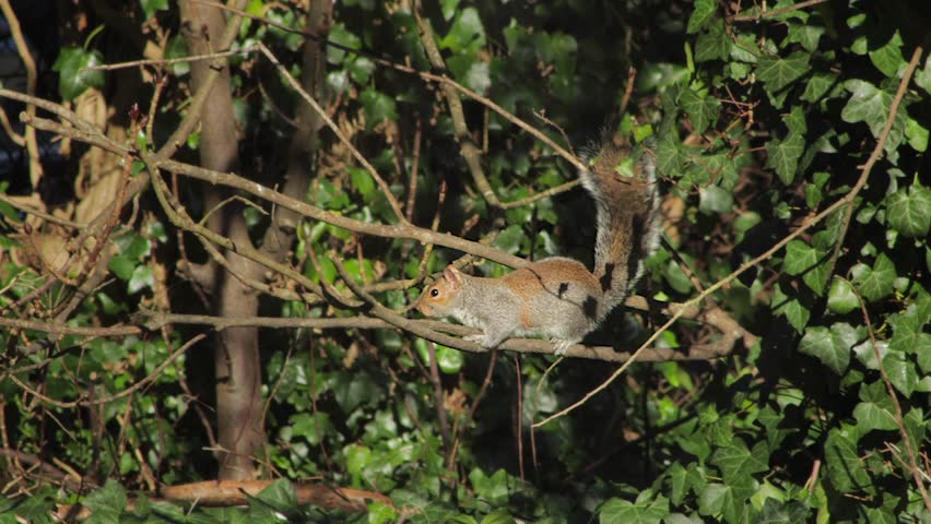 Grey Squirrel Perched On Tree Branch In Front Of Green Vines Bush Sunny Daytime UK England Hertfordshire Borehamwood