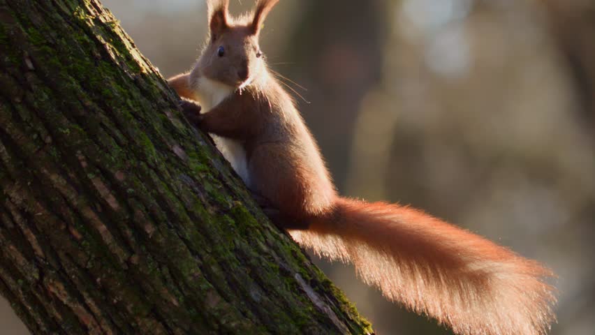 A red squirrel sits on a tree and watches. Adorable Moment of a Squirrel Enjoying a Snack in Its Natural Habitat.