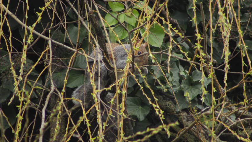 Grey Squirrel Sitting On Tree Branch Grabbing And Eating New Buds Of Willow Tree Branches Winter Close Up UK England Hertfordshire Borehamwood