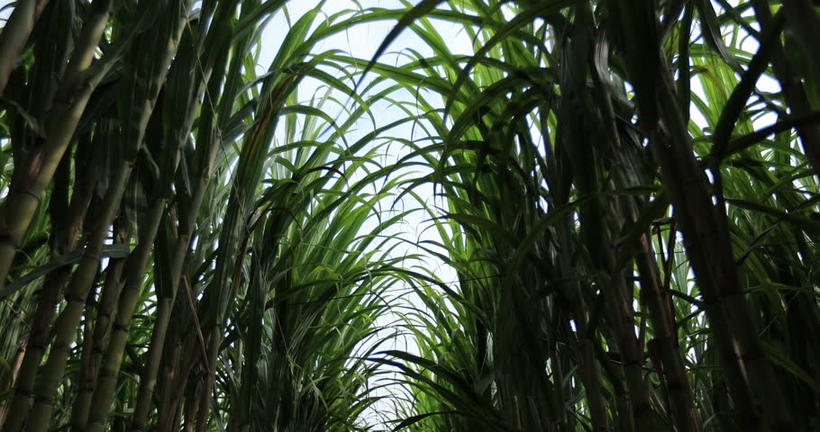 Sugarcane field with plants growing