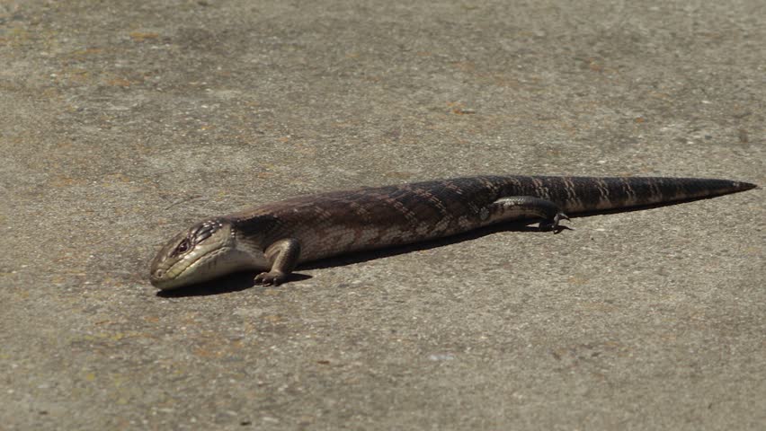 Blue Tongued Lizard Crawling Along Stone Pathway Onto Grass Garden Close Up Daytime Sunny Australia, Victoria, Gippsland, Maffra