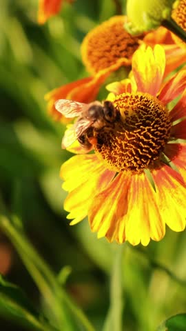 Honey bee on flower collecting pollen. Close up shot of bee collects nectar from a flower on a warm summer evening. Macro footage of bee covered with pollen pollinating flower.