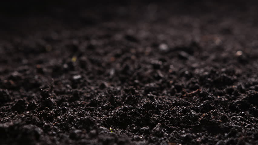 Growing plants in timelapse, Sprouts Germination, Seeds sprout through the soil, Newborn seeds, The birth of a new life in nature, Cutting a sprout through the ground