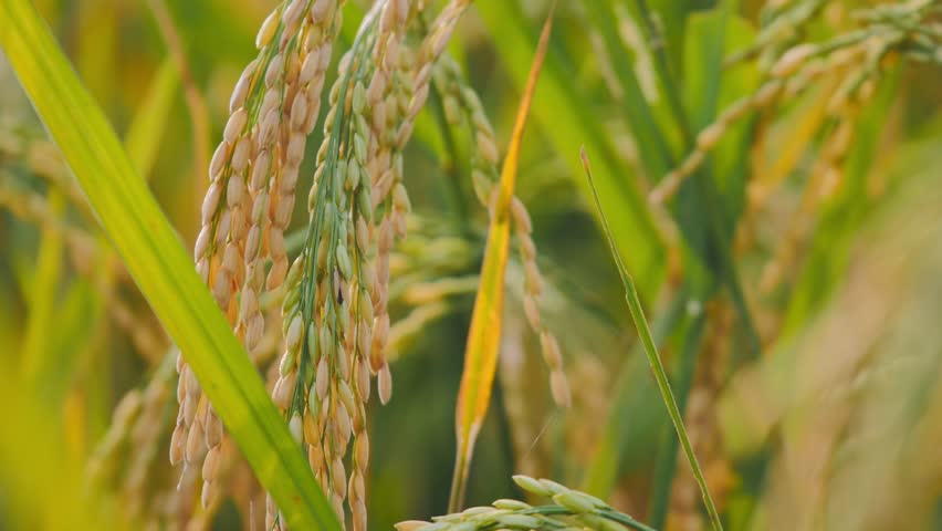 golden rice paddy swaying in the wind,