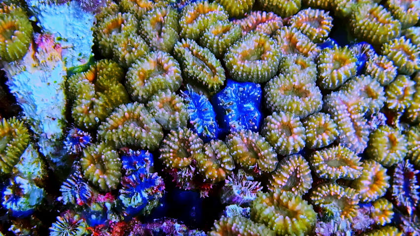 Closeup phone shot of underwater reef, sea bed patterns, glitch perspective