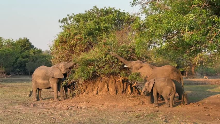 African bush elephants (Loxodonta africana) eating acacia leaves during the dry season on the banks of the Shire River. Liwonde National Park, Malawi.