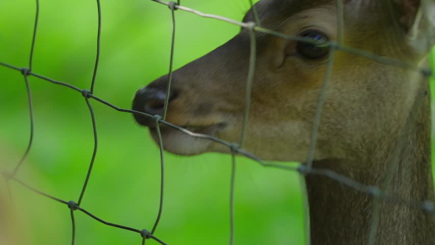A deer is looking at the camera through a wire fence. The fence is green and the deer is brown