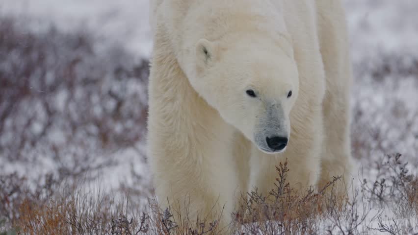 A large polar bear roams through a snowy subarctic terrain in Churchill, Manitoba, showcasing its pristine white fur against the cold winter backdrop. The bear explores its habitat, searching for food