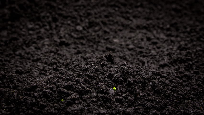 Growing plants in timelapse, Sprouts Germination, Seeds sprout through the soil, Newborn seeds, The birth of a new life in nature, Cutting a sprout through the ground