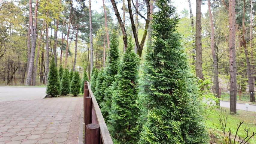 thujas in the park along the fence grow