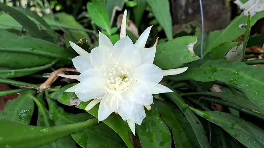 A close-up view of the blooming white flower of Fishbone cactus or Zigzag cactus (Disocactus anguliger).
