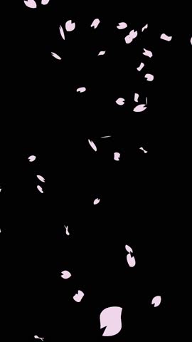 Fluttering cherry blossom petals on a black background. Vertical. Seamless editing possible (You can play it seamlessly by connecting the 301st frame and after that, copied after the 600th frame)
