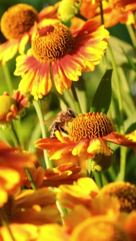 Close up shot of bee collects nectar from a flower on a warm summer evening. Macro footage of bee covered with pollen pollinating flower. Honey bee on flower collecting pollen.