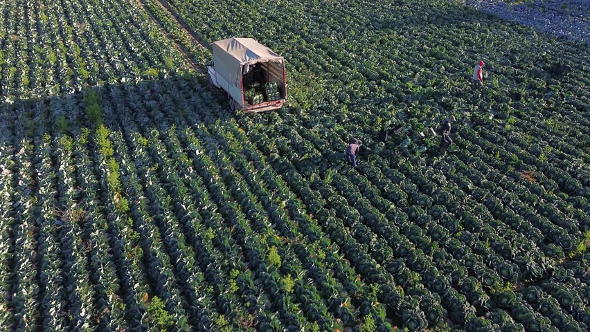 Farmers or farm workers picking up lettuces in agricultural plantation in Spain