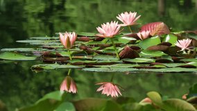 Early summer tranquility at Bai Lu Bay shows serene water lilies resembling classic Chinese art - Powered by Shutterstock - Get 15% off with code: PIKWIZARD15