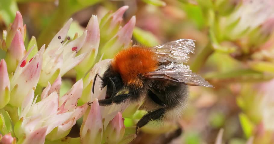 Bumblebee collects flower nectar at sunny day. Bumble bee in macro shot in slow motion.