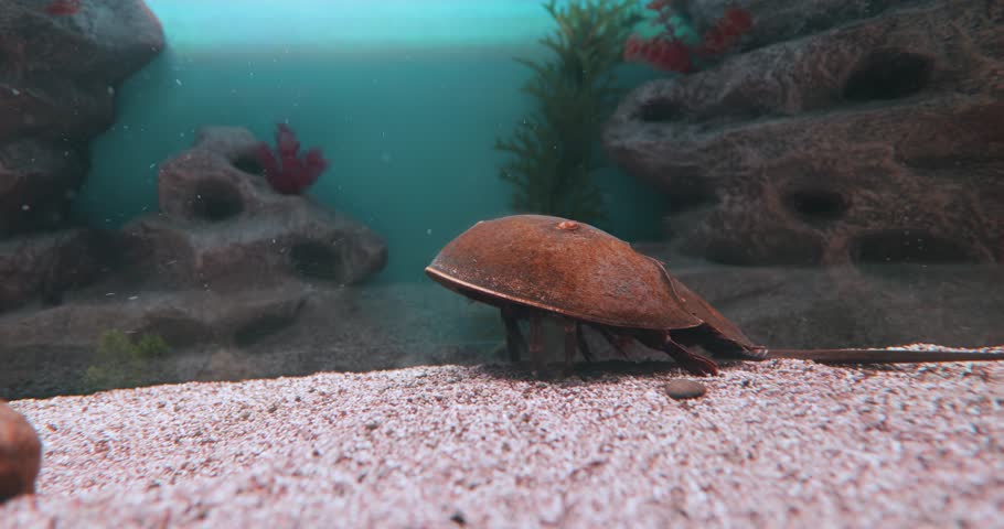 Atlantic horseshoe crab (Limulus polyphemus), also known as the American horseshoe crab, is a species of horseshoe crab, a kind of marine and brackish chelicerate arthropod.