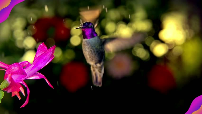 Videos of hummingbirds feeding on flowers

