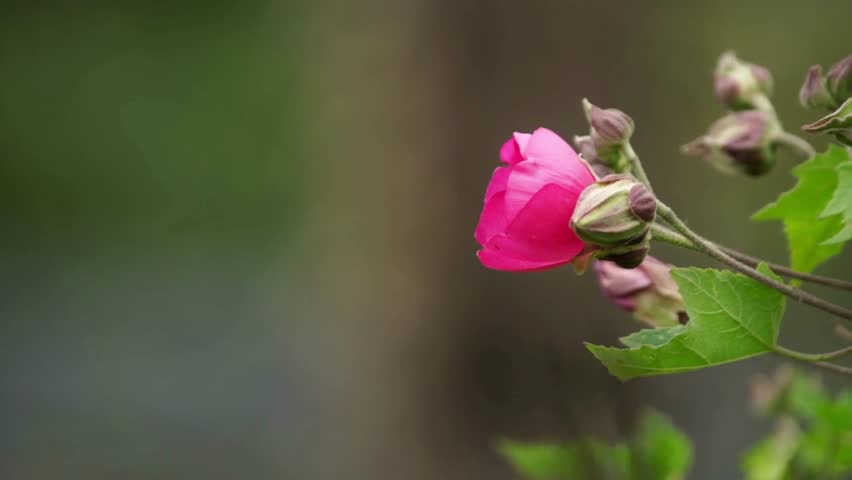Videos of hummingbirds feeding on flowers
