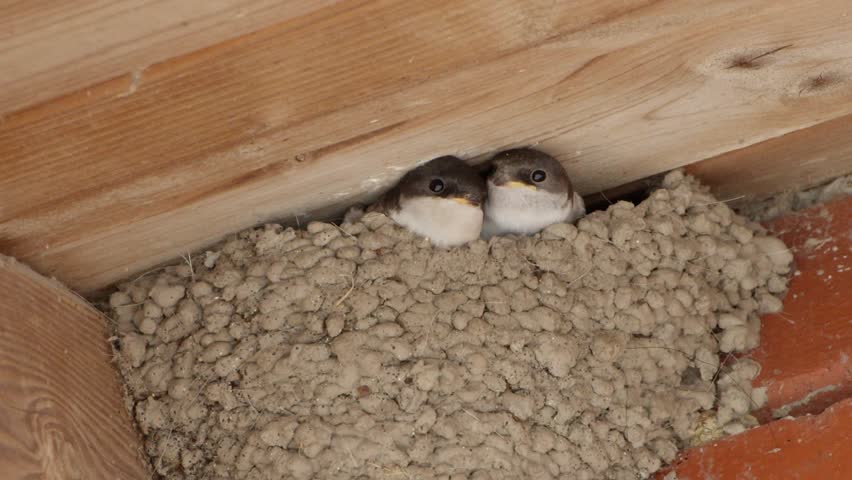 Closeup clip of two cute swallow nestlings poking out their heads of the nest waiting for feeding mother