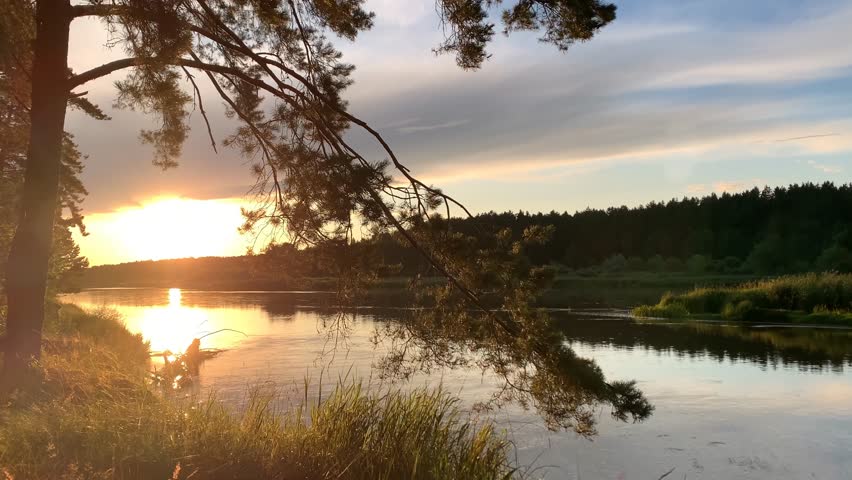Tranquil sunset scene over a calm river. A large pine tree frames the left side of the image, its branches partially obscuring the setting sun. The sun