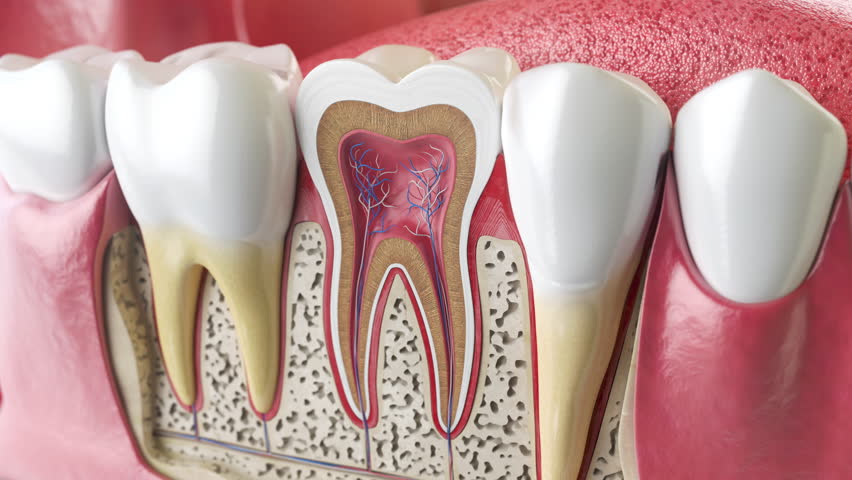 A detailed cross-section model of human teeth with roots and nerves. Dental anatomy and structure. 3D Illustration