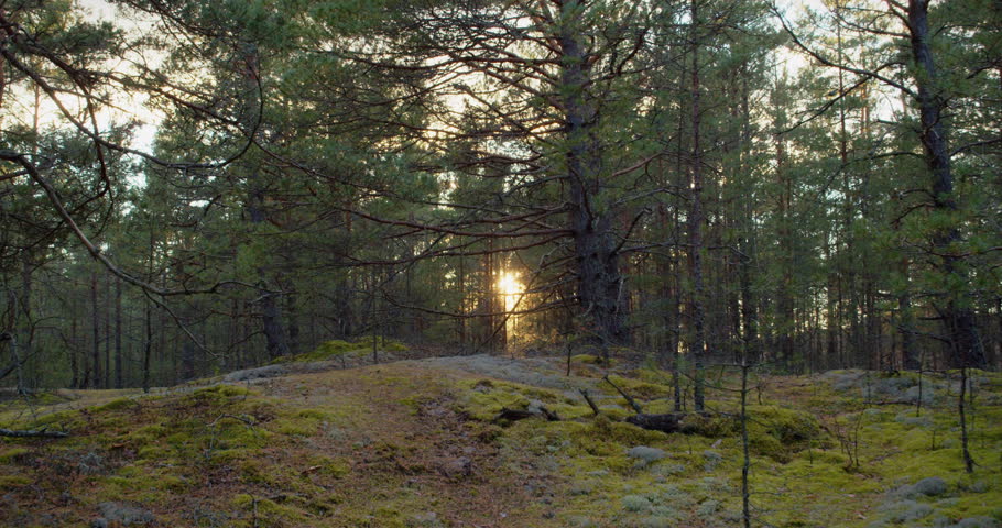 Panorama of forest during sunset in early autumn evening. Sun rays break through branches of coniferous trees of Baltic coastal forest. Green moss in evening time with reddish blue sky. 4K video