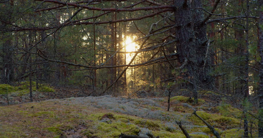 Cinematic view of forest panorama during sunset in early autumn. Sun rays break through coniferous trees of Baltic coastal forest. Close up of forest insects flying over green moss. Climate change. 4k