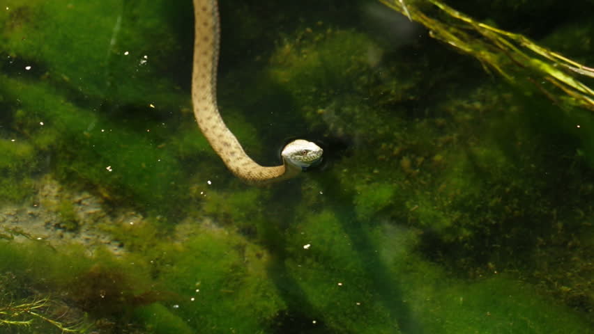 Two frames: copperhead is in water and in human hand. Close-up.
