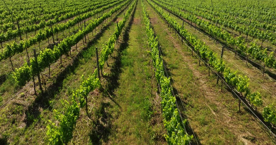 Vineyard Top View - Symmetrical Rows of Grapevines Growing in Grassy Field