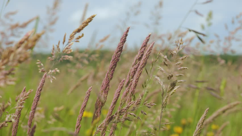 Wild Grass Swaying in Wind Nature Meadow Field Background. Wild Grass Sway From Wind On Nature Sky. Reed In Meadow Sways. Grass Blowing On Nature Autumn Field. Summer In Herb Meadow On Countryside.