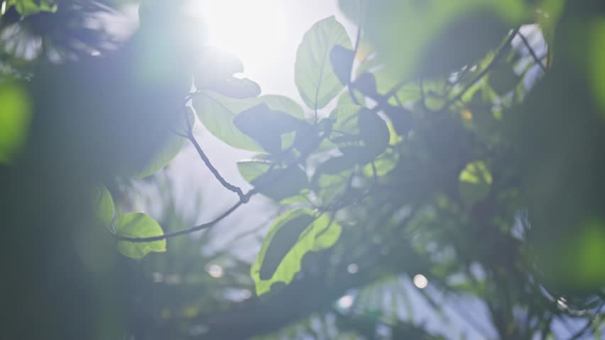 A beautiful green canopy in the jungle is hit by sunlight shining through in a cinematic view of a tropical rainforest forest canopy with golden pathos and palm trees b roll epic
