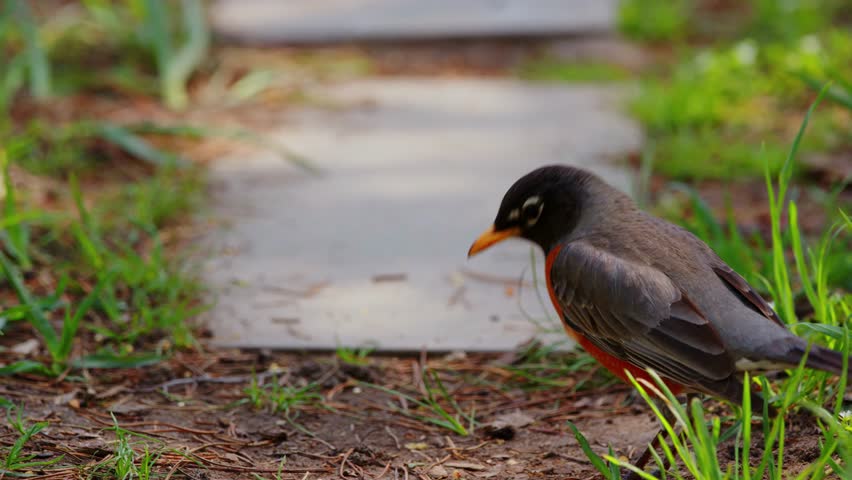 North American Robin (Turdus migratorius) Songbird Walking and Hopping in Spring on Grass in Lawn.