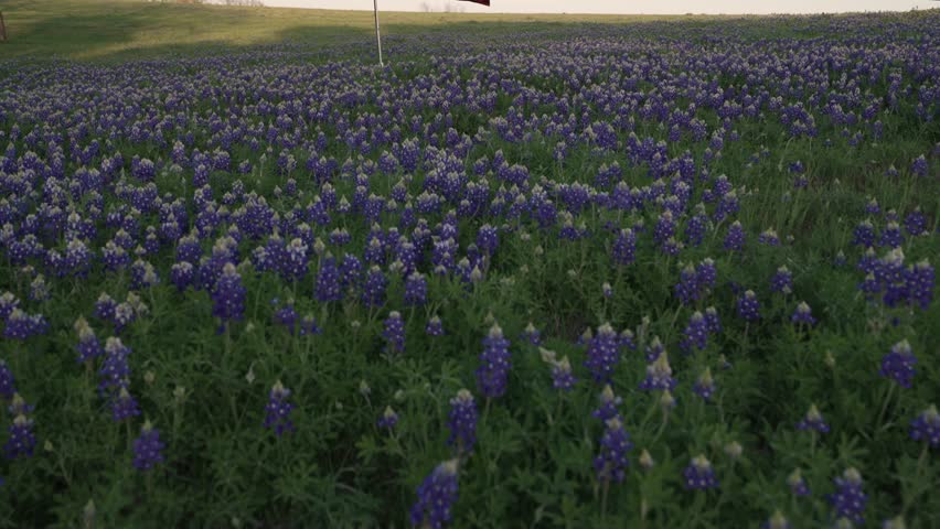 Texas Flag Blowing In The Wind In Field of Bluebonnets With Blue Sunset Sky Pan Up Drone Shot