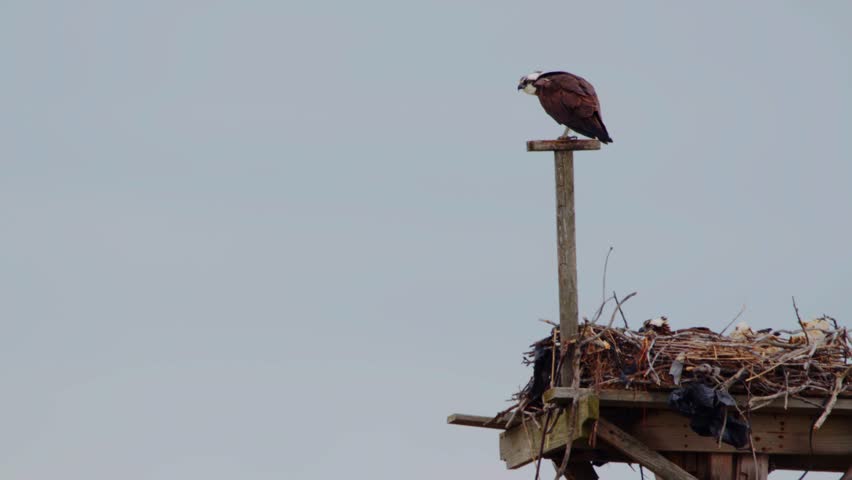 Close up of an Osprey (Pandion haliaetus) protecting her chicks in her nest.
