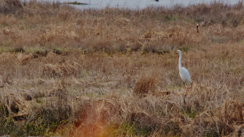A great egret (Ardea alba) foraging in Dried Grass and common reeds in north america.