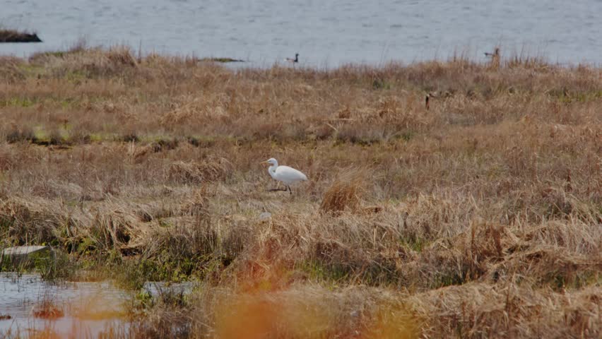 Footage of A great egret (Ardea alba) foraging in common reeds in north america.