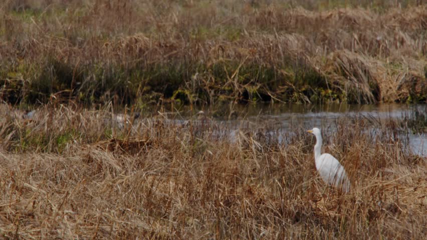 A great egret (Ardea alba) foraging in common reeds in north america.