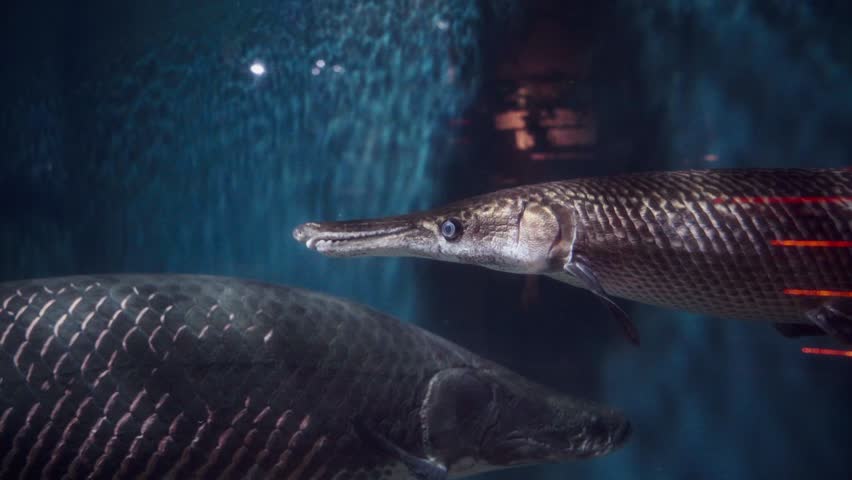 cinematic zoom-out of an alligator gar swimming in a serene underwater habitat, elongated snout in a natural aquarium setting
swimming next to an Arapaima Gigas in Aquaria KLCC, Malaysia Aquarium