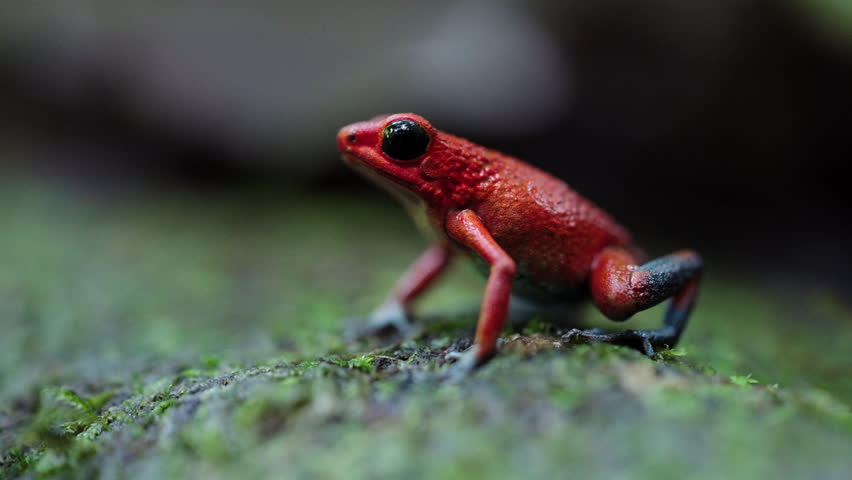 A 4k static close-up profile of a granular poison frog (Oophaga granulifera) sitting on a mossy log in a Costa Rican rainforest.