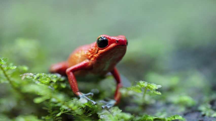 A 4k static close-up of a granular poison frog (Oophaga granulifera) sitting on a mossy log in a Costa Rican rainforest.