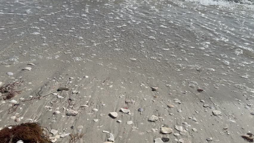 seascape seabird seagull seashells on Florida coast