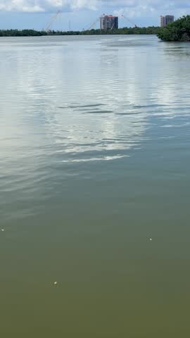 seascape seabird seagull seashells on Florida coast
