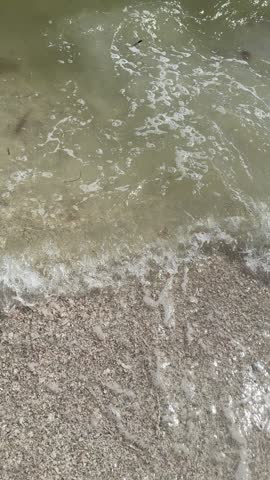seascape seabird seagull seashells on Florida coast