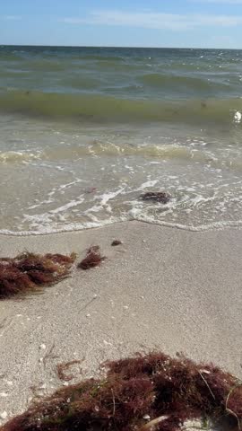 seascape seabird seagull seashells on Florida coast