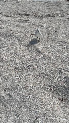 seascape seabird seagull seashells on Florida coast