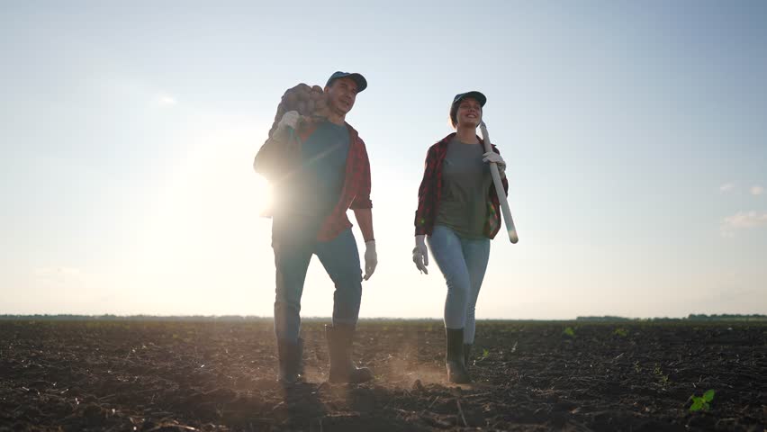 Farmers work in a field of potatoes. Agriculture business farming concept. A group of farmers walks by carrying a sack lifestyle of. potatoes. Group of farmers working on potatoes in a field.