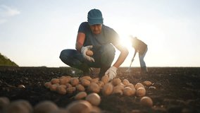 Agriculture. A farmer processes potatoes by hand. Vegetable growing concept. Farmer working with his hands on potatoes. Farmer working with his lifestyle hands on potatoes. - Powered by Shutterstock - Get 15% off with code: PIKWIZARD15