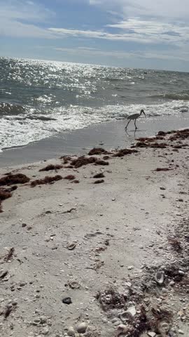 seascape seabird seagull seashells on Florida coast